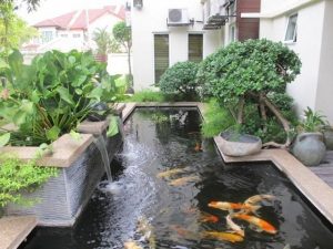 hồ cá koi