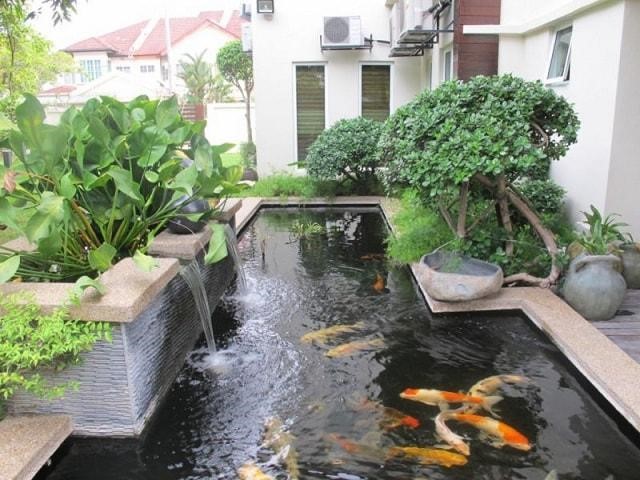 hồ cá Koi
