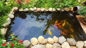 hồ cá Koi