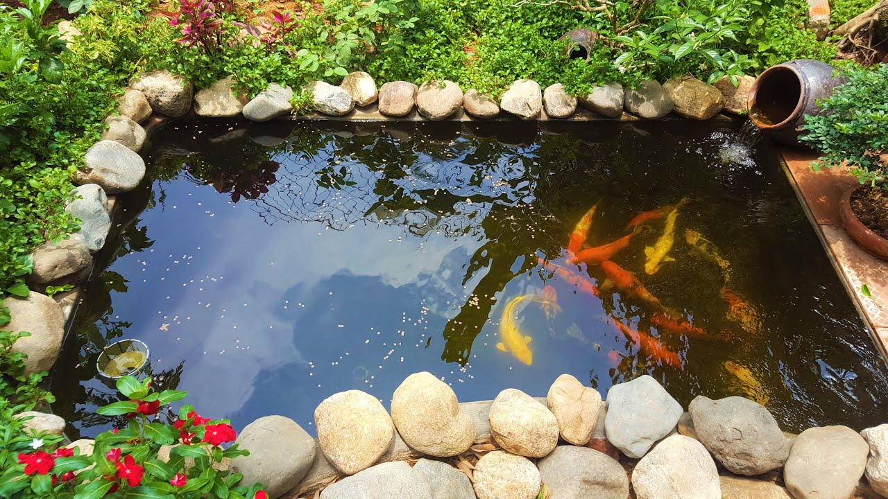 hồ cá Koi