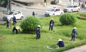 Dịch vụ chăm sóc cây xanh tại TP.HCM và Bình Dương chuyên nghiệp. Nhận cắt tỉa, bón phân, phòng trừ sâu bệnh, duy trì cảnh quan xanh sạch đẹp với chi phí hợp lý.