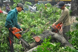 cắt tỉa cây xanh tại TP.HCM