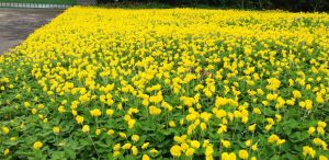Trồng cỏ đậu KCN Việt Hương
