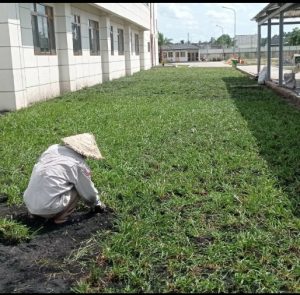 Dịch vụ trồng cỏ lá gừng KCN Việt Hương Bình Dương chuyên nghiệp, thi công nhanh, cỏ chất lượng cao, bảo hành uy tín. Khảo sát và báo giá miễn phí.