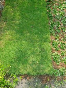 dịch vụ trồng cỏ nhung Nhật tại Tây Ninh