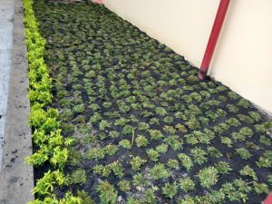 dịch vụ thiết kế sân vườn ở Bình Dương