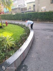Dịch vụ cắt tỉa cây xanh chuyên nghiệp tại Sài Gòn Tân Tiến